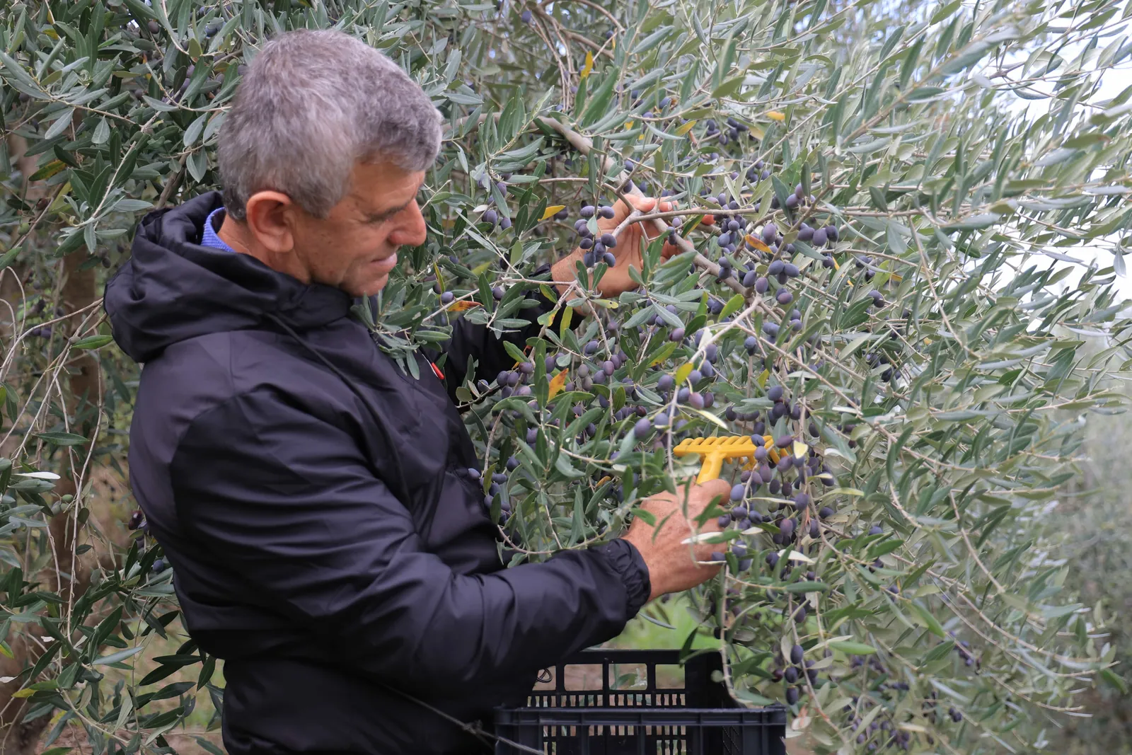 Olive oil cold extraction machinery at Valmi