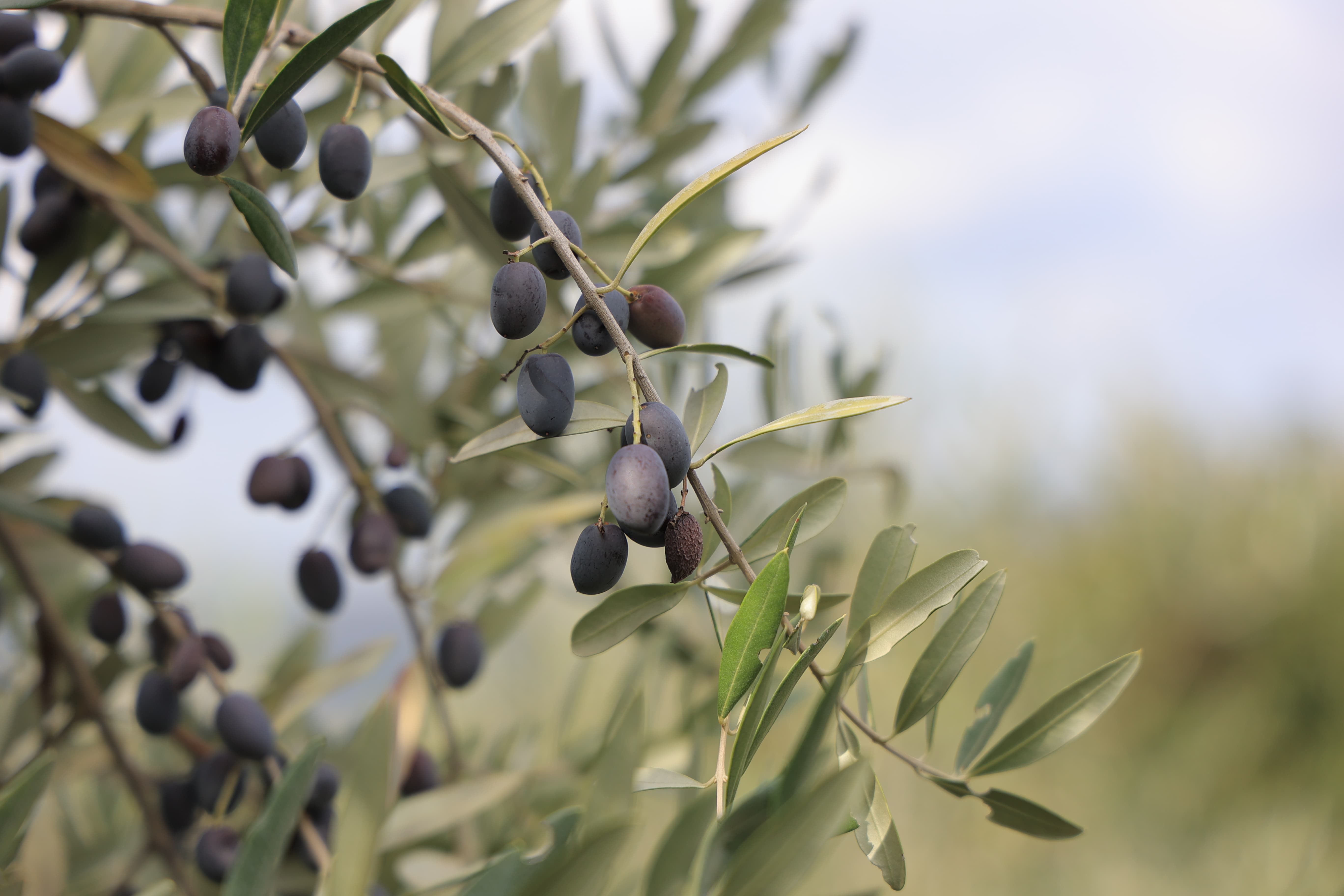 Valmi Extra Virgin Olive Oil Grove, Elbasan Albania